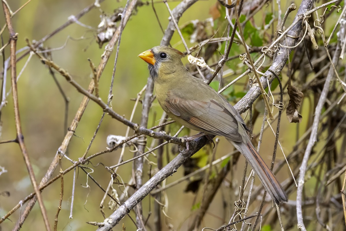 קרדינל צפוני - ML646251912