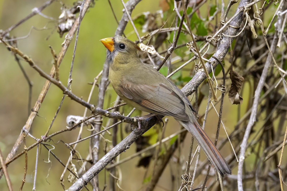 קרדינל צפוני - ML646251913