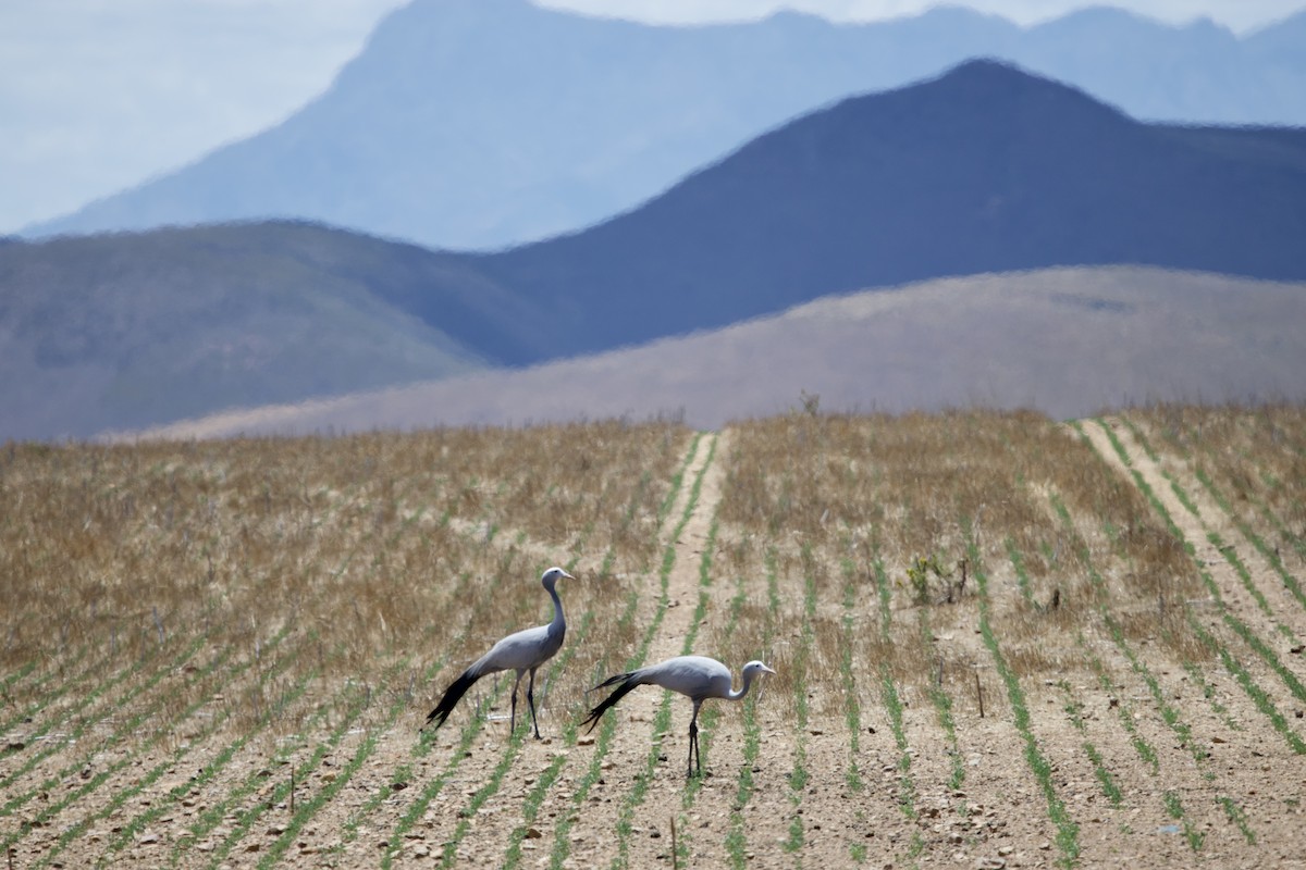 Blue Crane - ML646251914