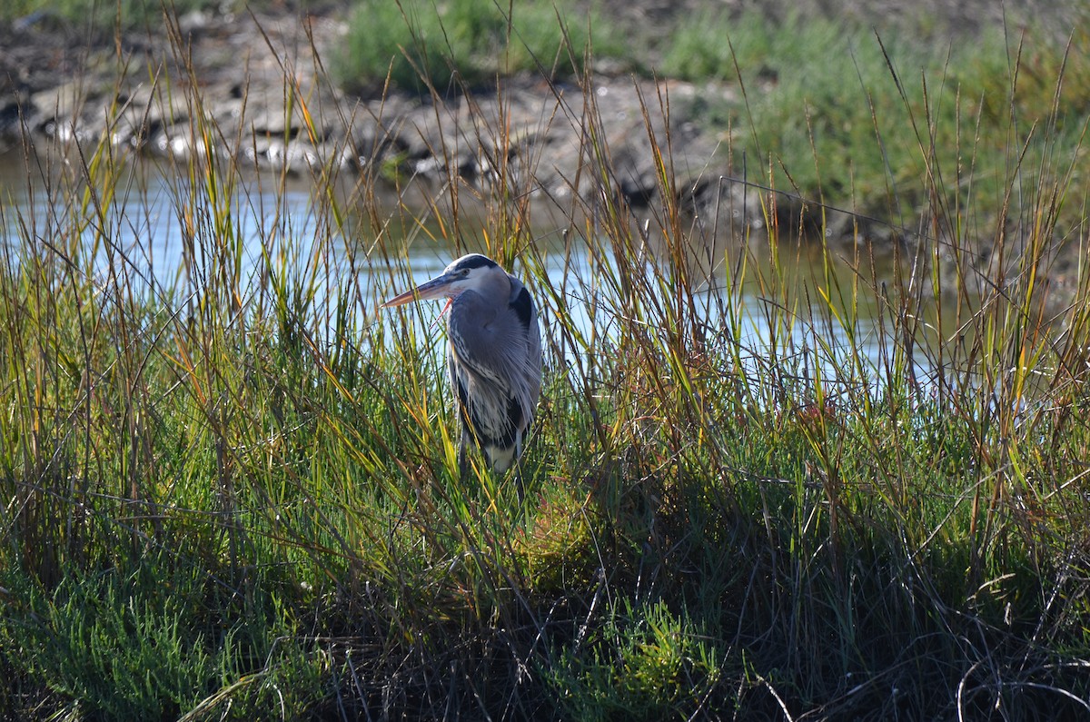 אנפה אמריקנית - ML646251915