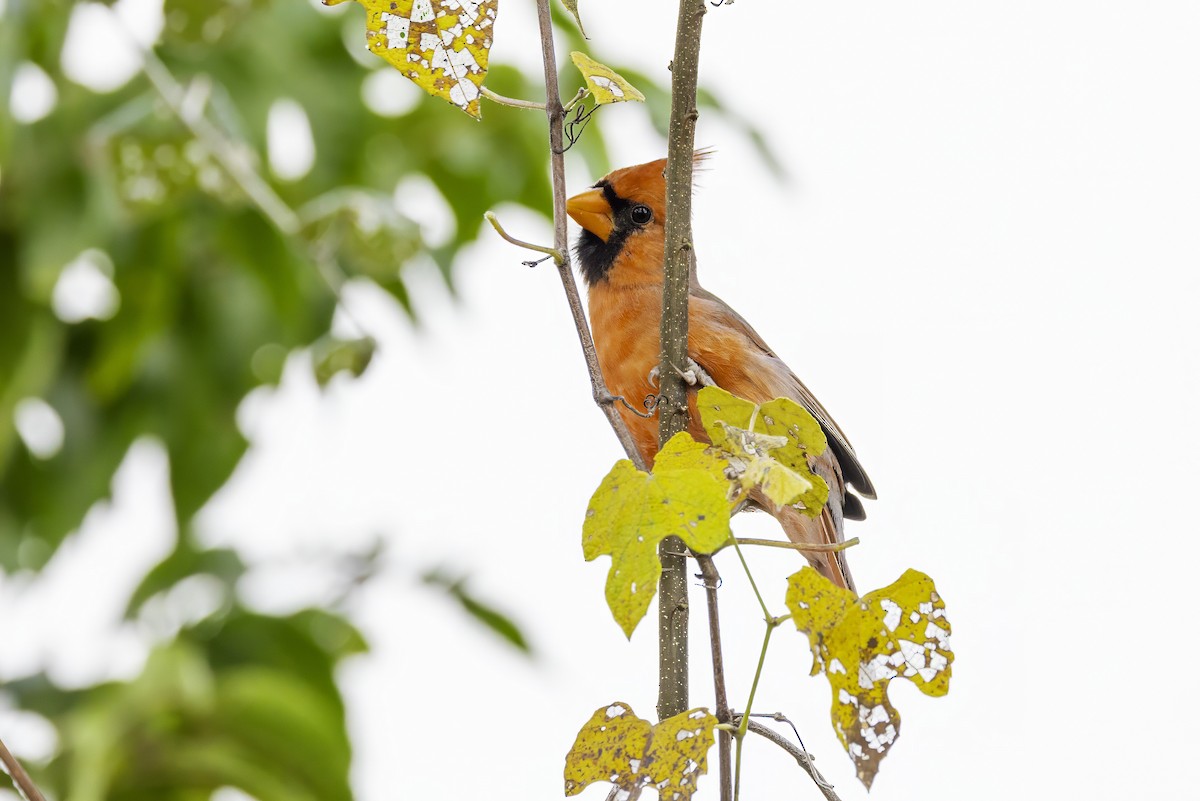קרדינל צפוני - ML646251916