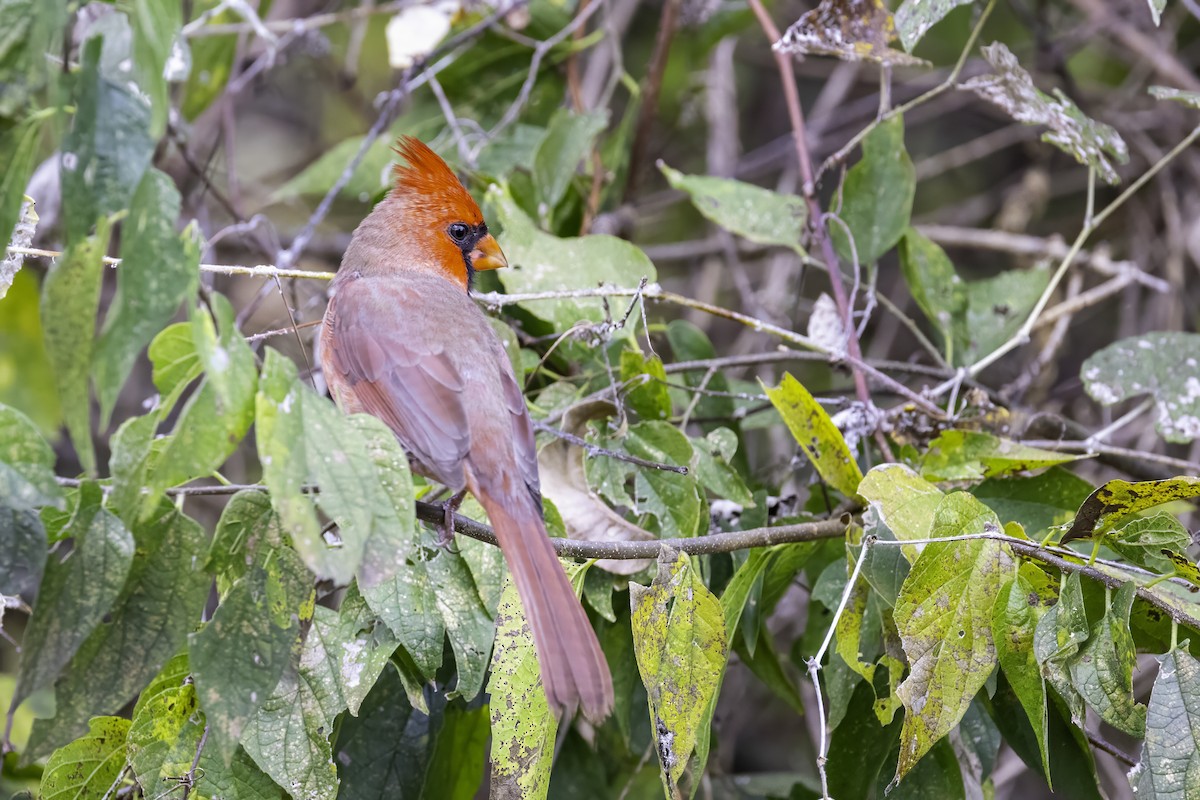 קרדינל צפוני - ML646251918