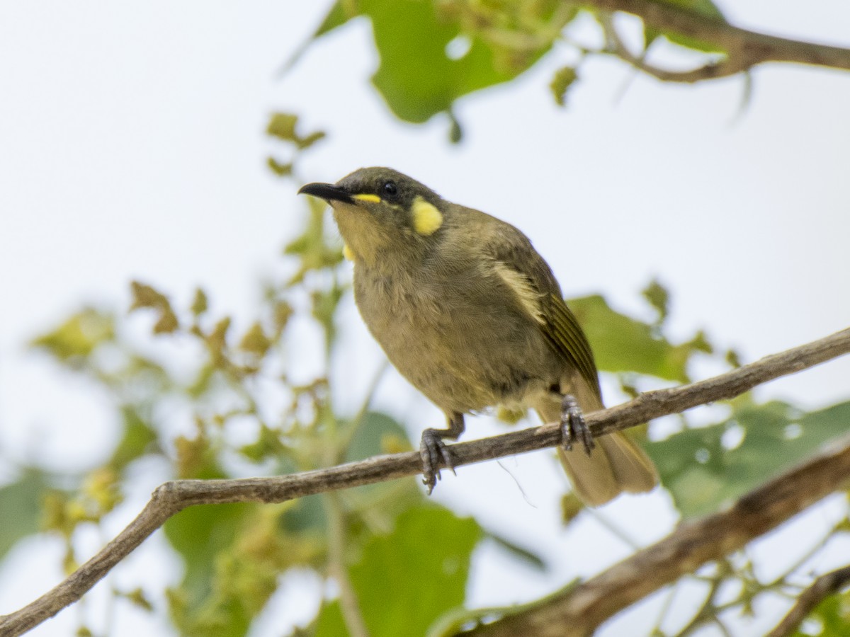 Yellow-spotted Honeyeater - ML646251919