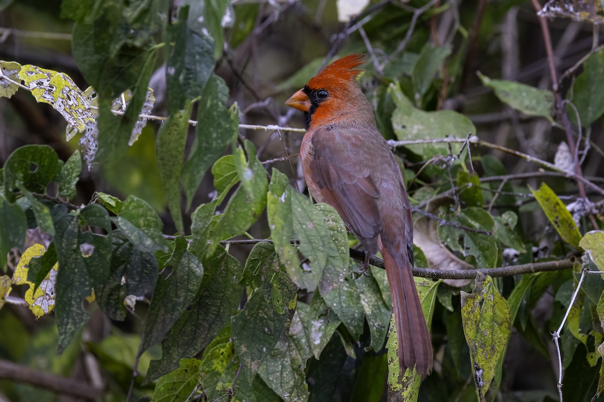 קרדינל צפוני - ML646251921