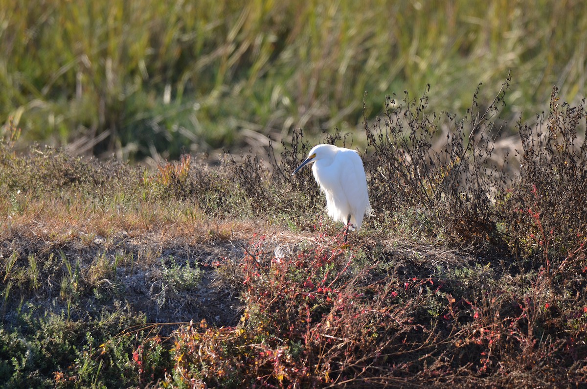 לבנית אמריקנית - ML646251922