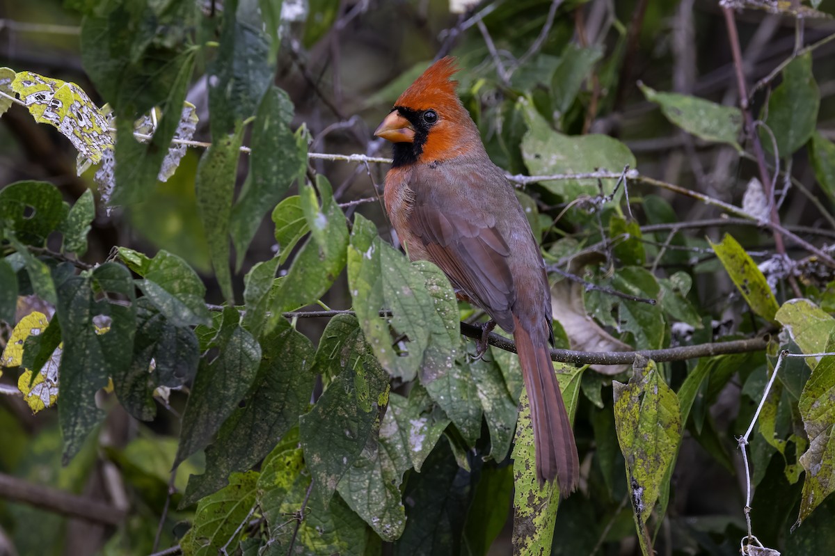 קרדינל צפוני - ML646251923