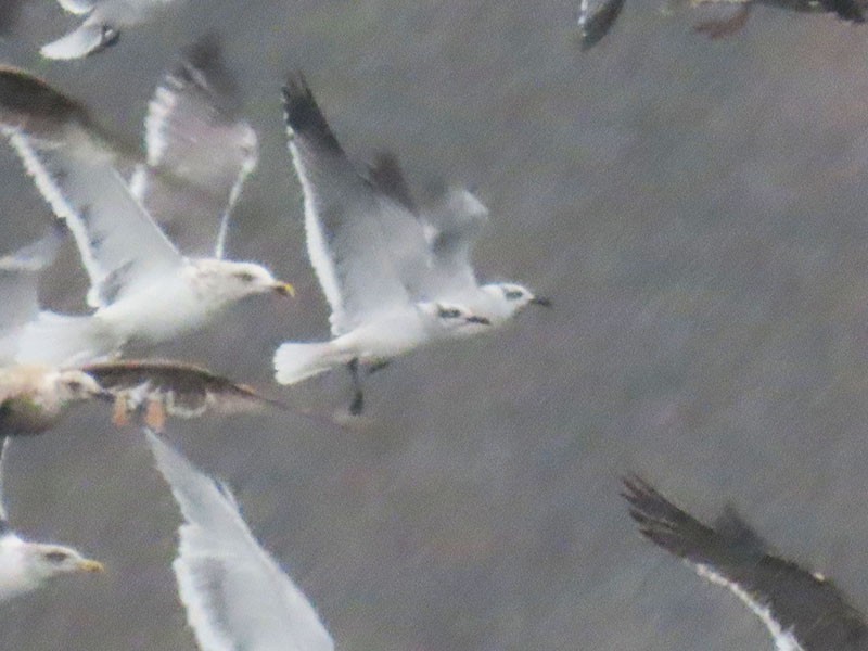 שחף צוחק - ML646251924