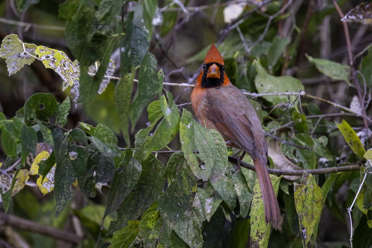 קרדינל צפוני - ML646251926