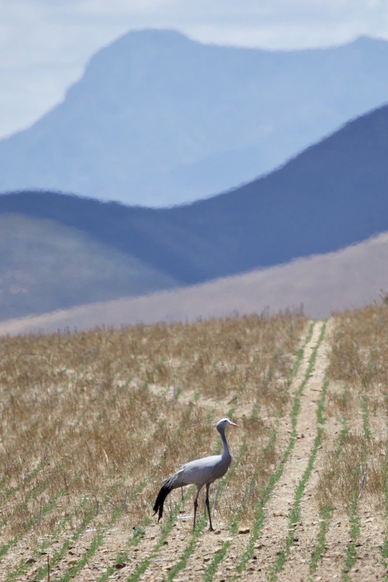 Blue Crane - ML646251929