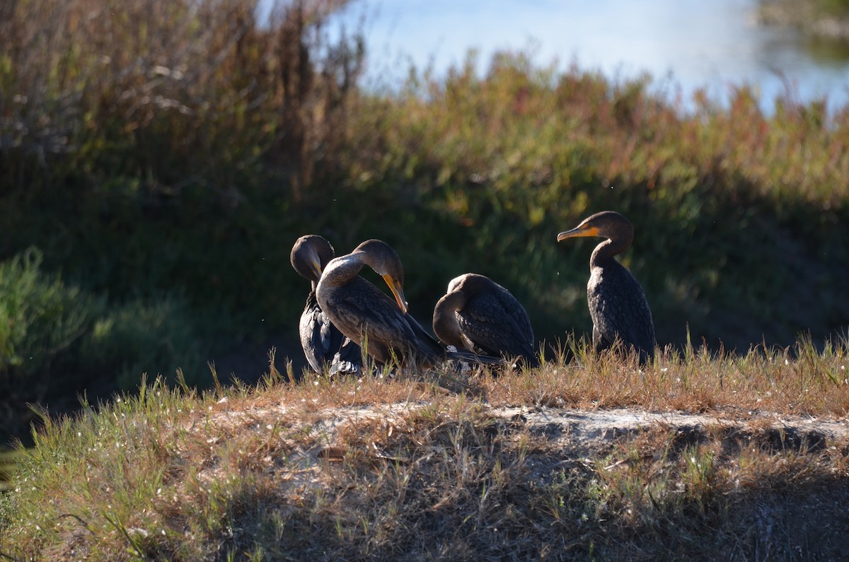 קורמורן אמריקני - ML646251930
