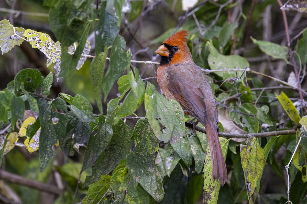 קרדינל צפוני - ML646251932