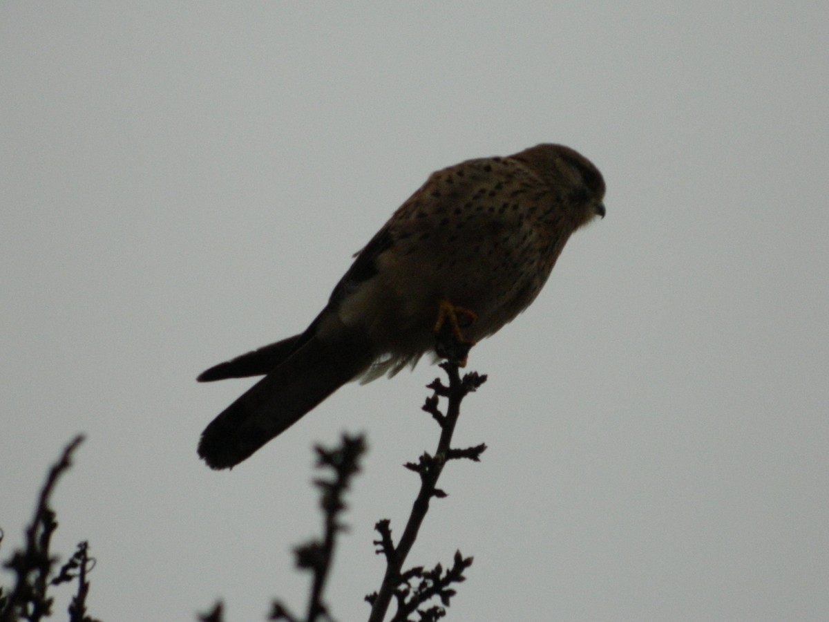 בז מצוי - ML646251933