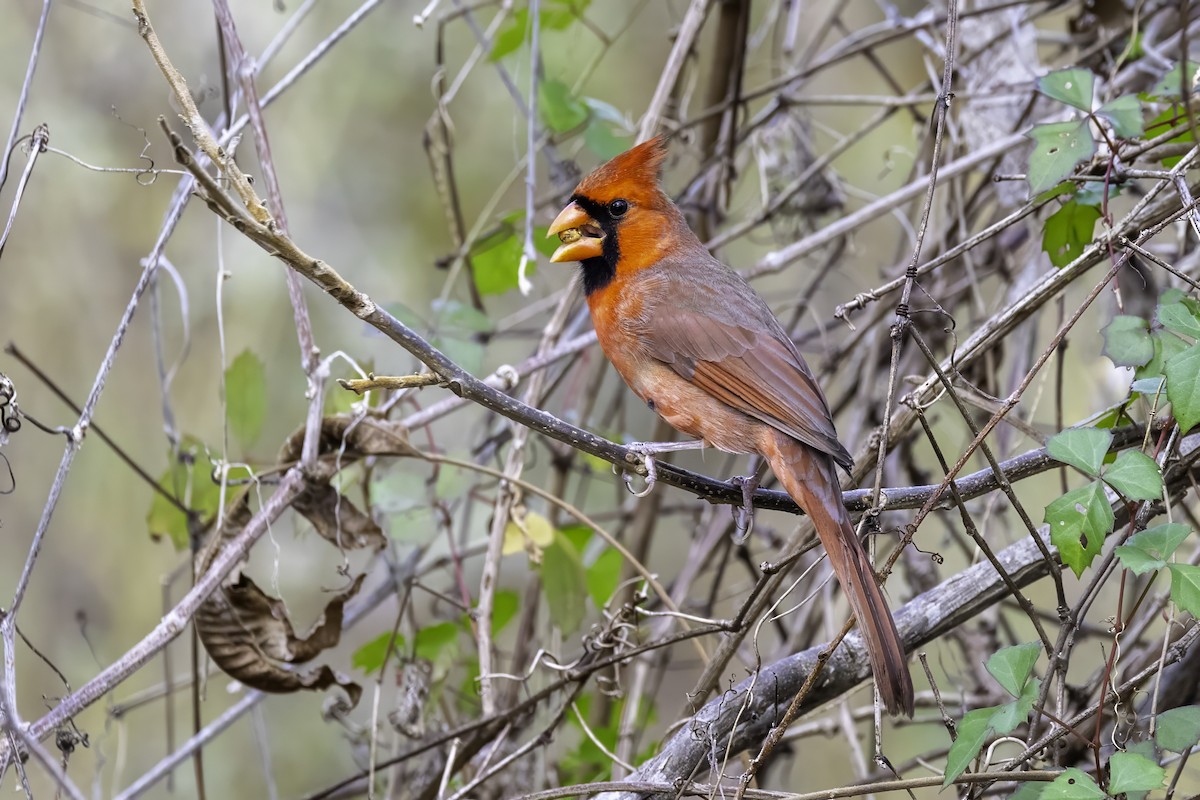 קרדינל צפוני - ML646251935