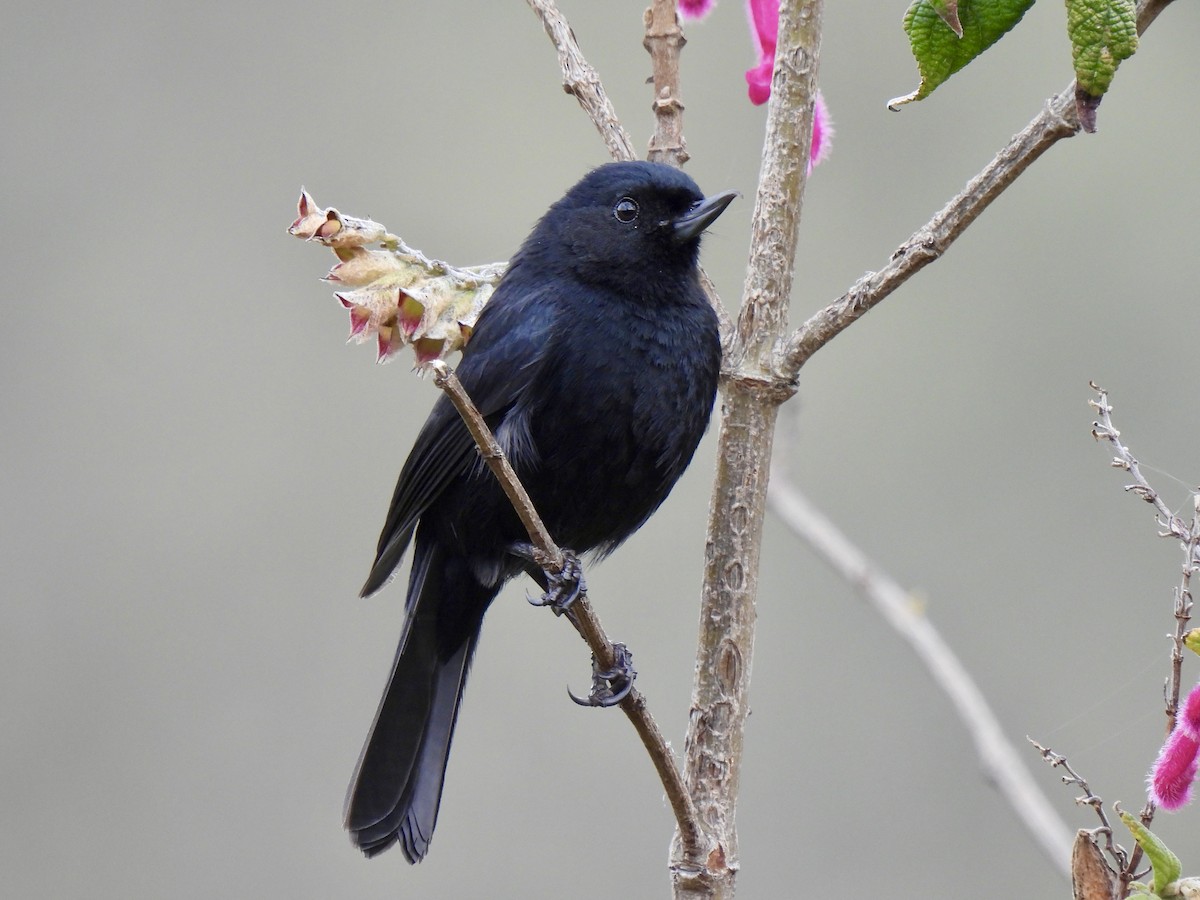 Black Flowerpiercer - ML646251941