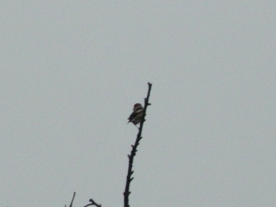 פצחן - ML646251942