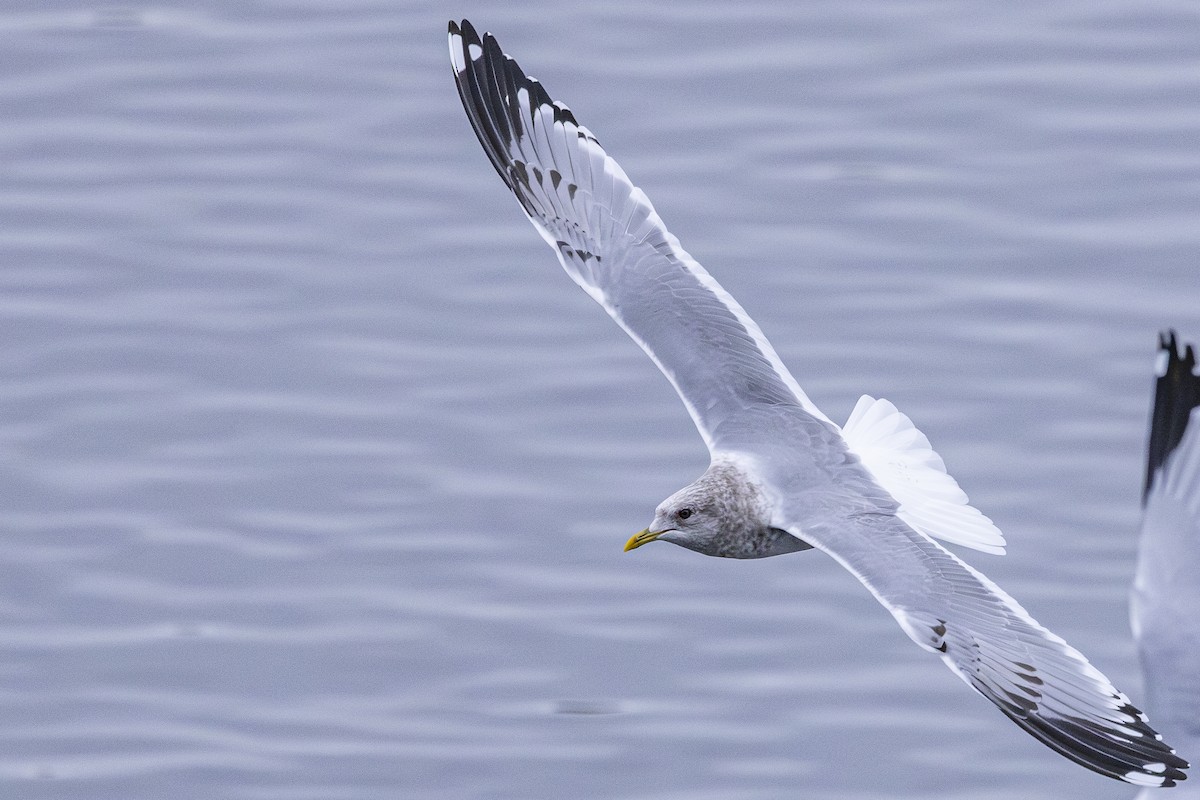שחף אפרורי אמריקני - ML646251945