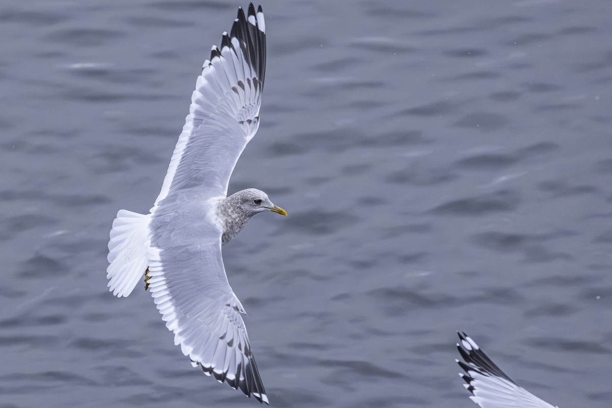 שחף אפרורי אמריקני - ML646251946