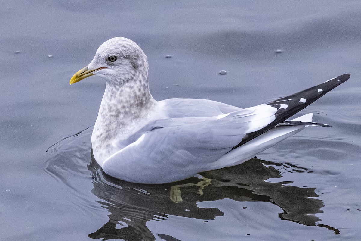 שחף אפרורי אמריקני - ML646251947