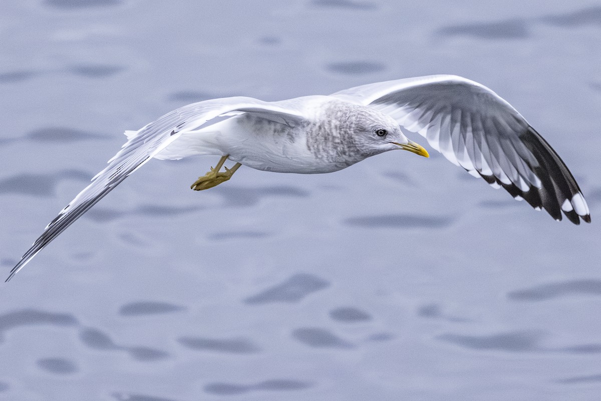 Short-billed Gull - ML646251948