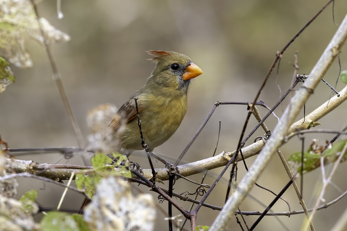 קרדינל צפוני - ML646251949