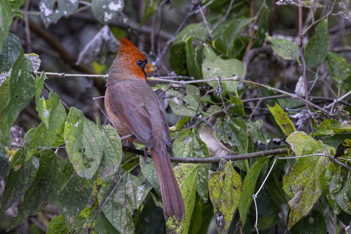 קרדינל צפוני - ML646251951