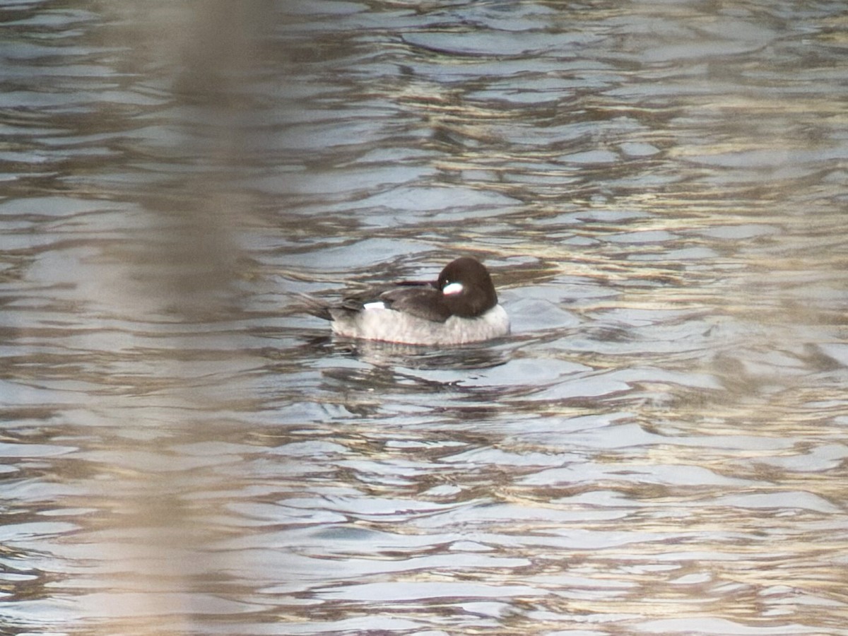 Bufflehead - ML646251952