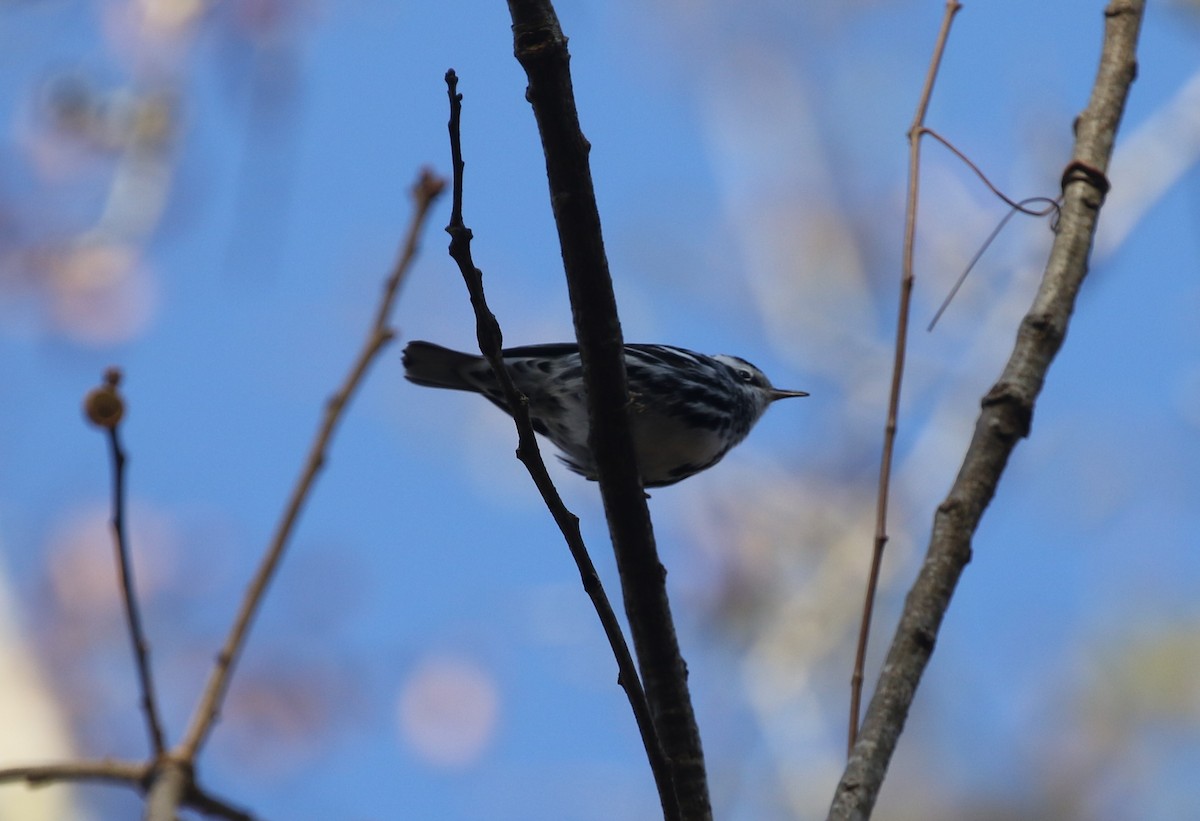 Black-and-white Warbler - ML646251953
