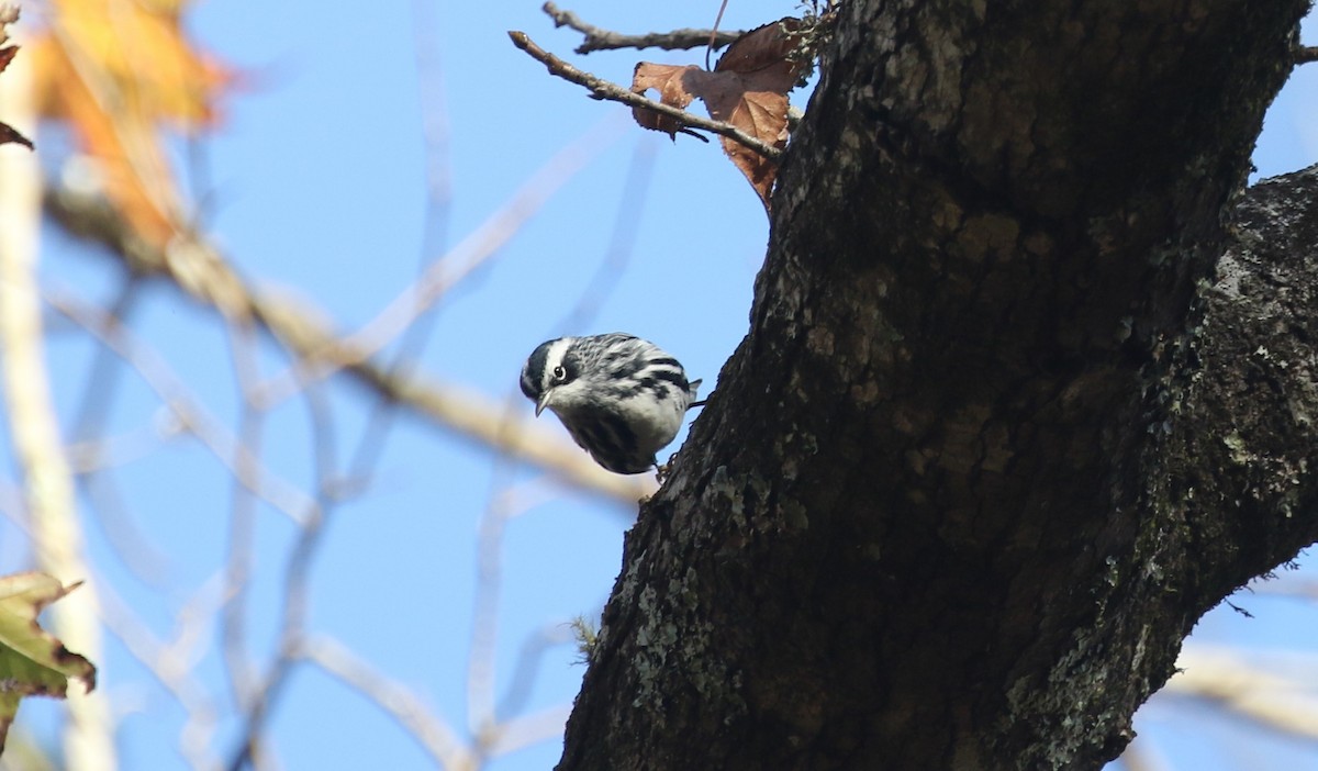 Black-and-white Warbler - ML646251955