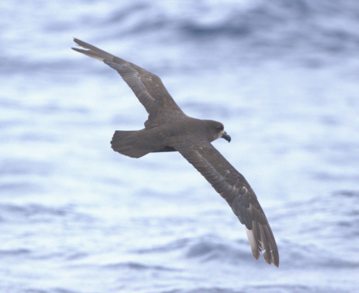 Gray-faced Petrel - ML646251957