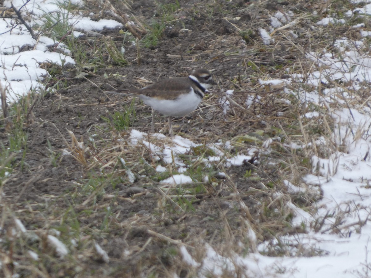Killdeer - ML646251958