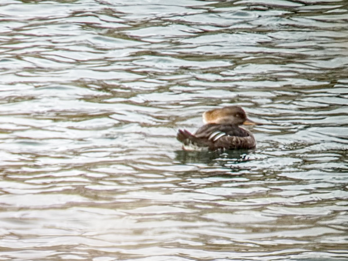 Smergo dal cappuccio - ML646251961