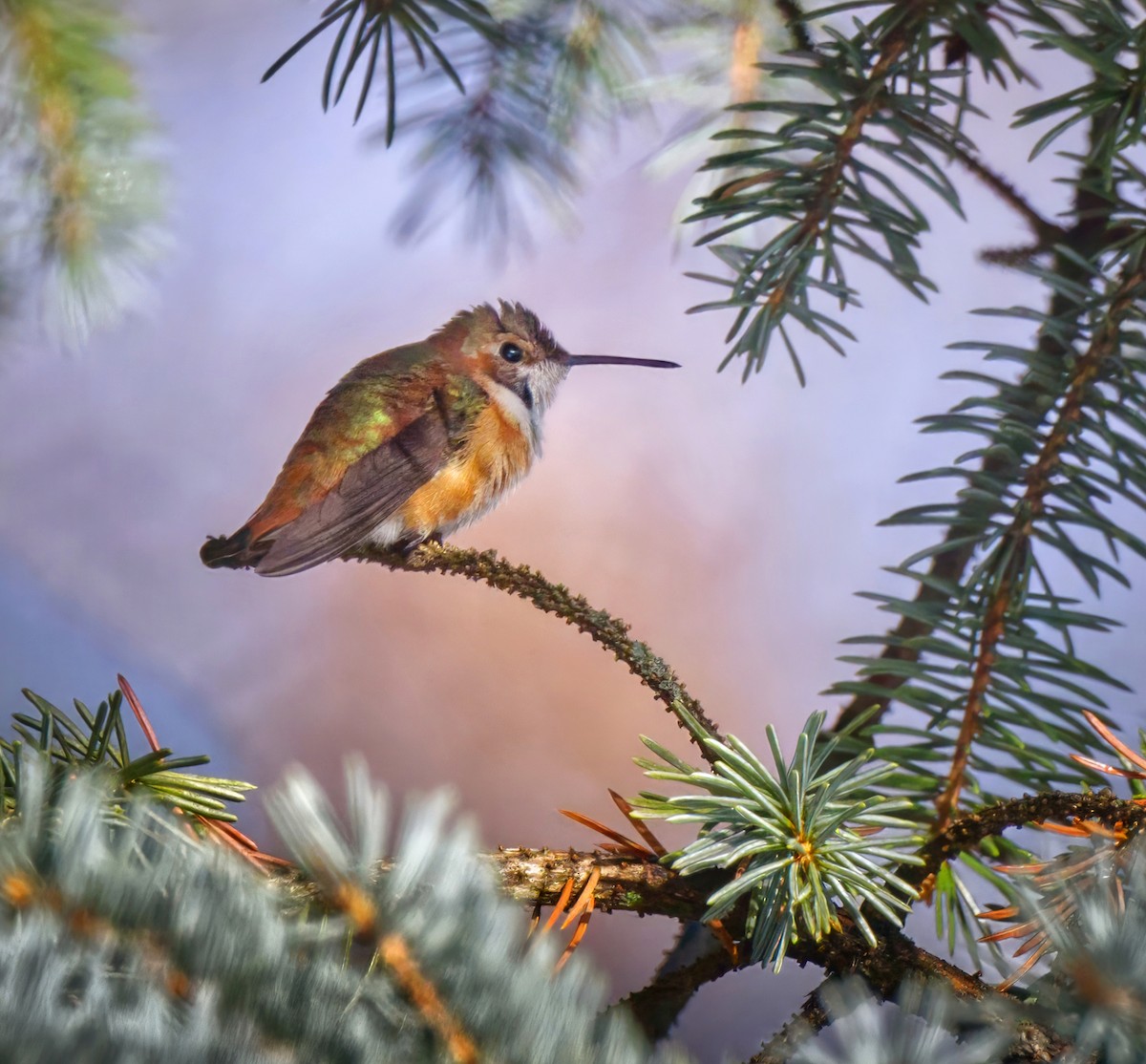 Rufous Hummingbird - ML646251964