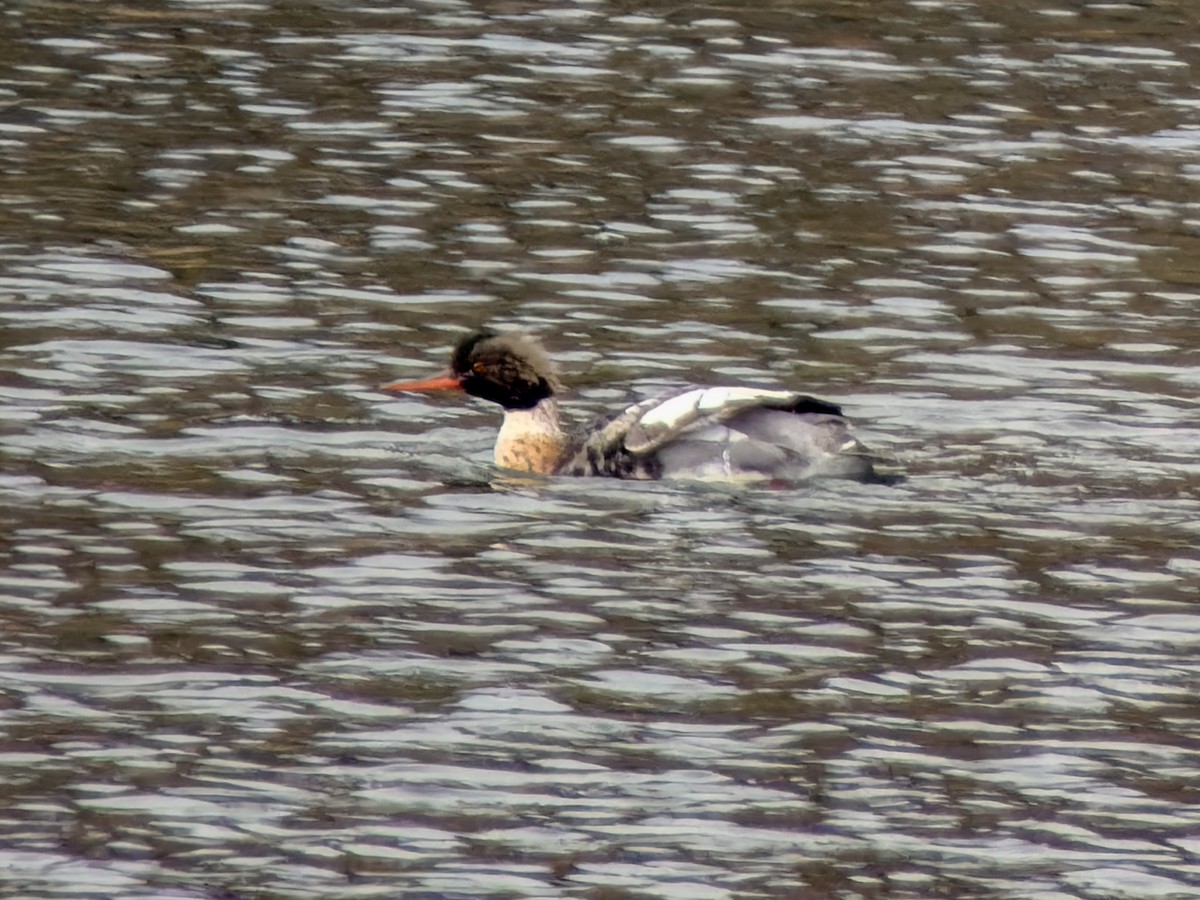 Smergo minore - ML646251980