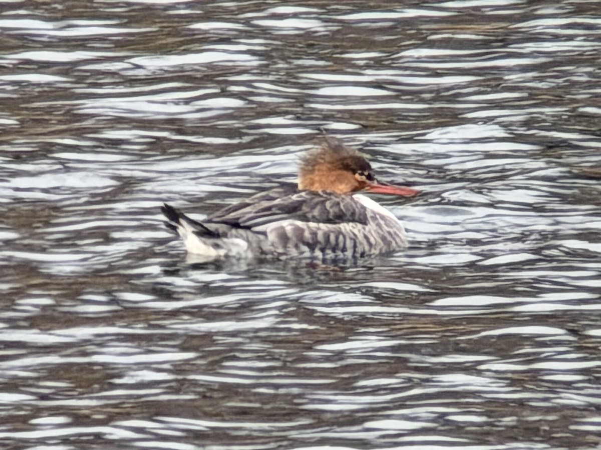 Smergo minore - ML646251981