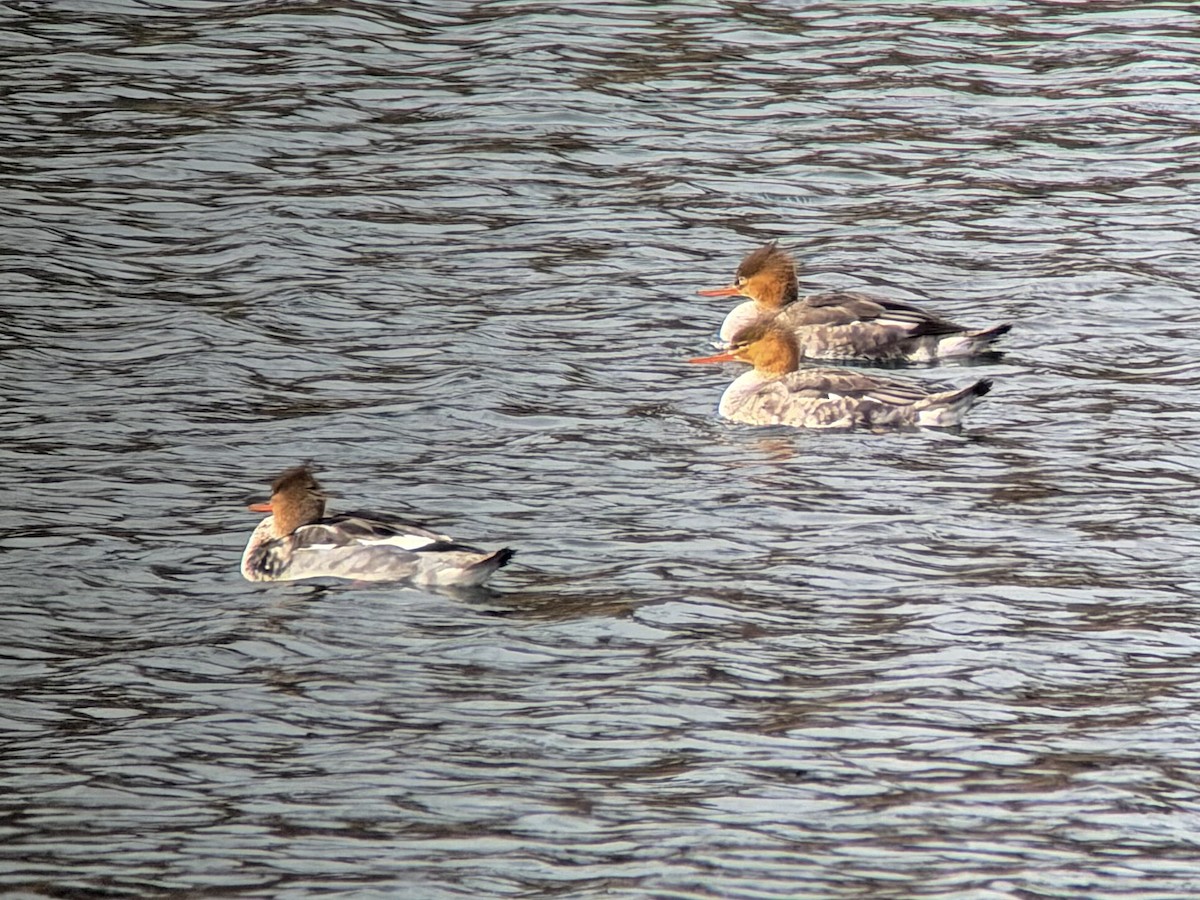 Smergo minore - ML646251982