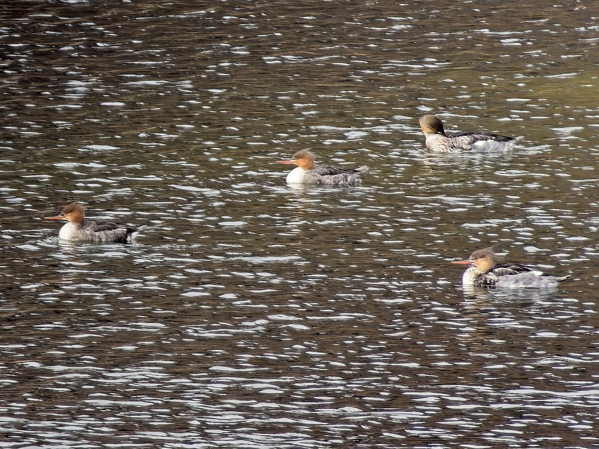 Smergo minore - ML646251983