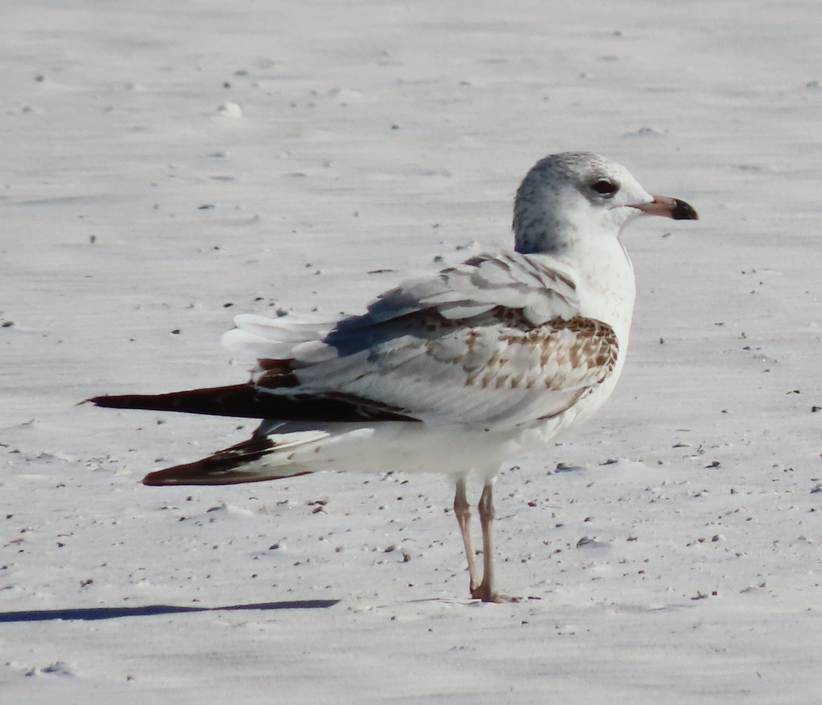 Ring-billed Gull - ML646251988