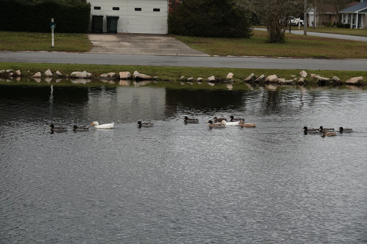 Mallard (Domestic type) - ML646251989