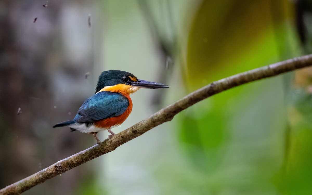 bronseisfugl - ML646251990