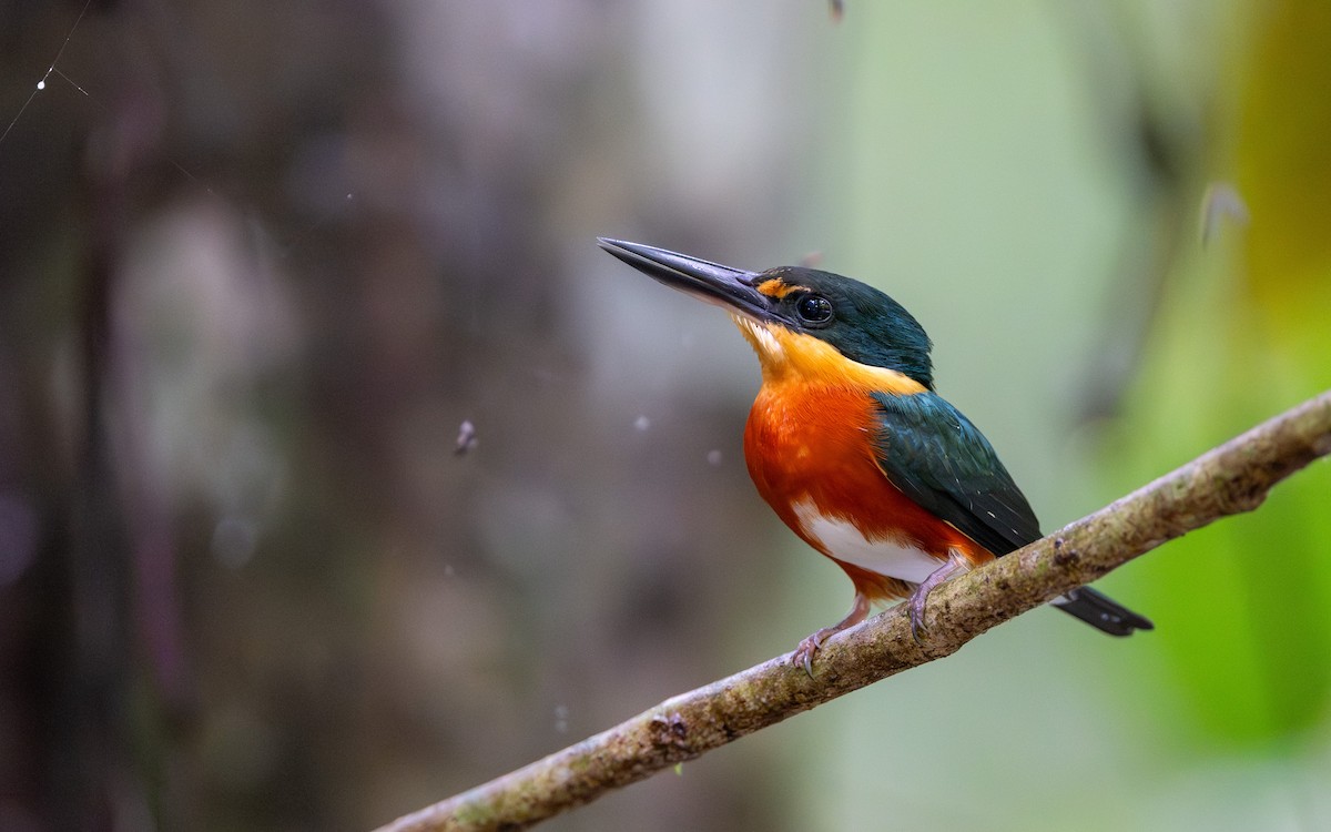 bronseisfugl - ML646251991