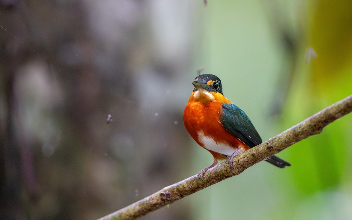 bronseisfugl - ML646251992