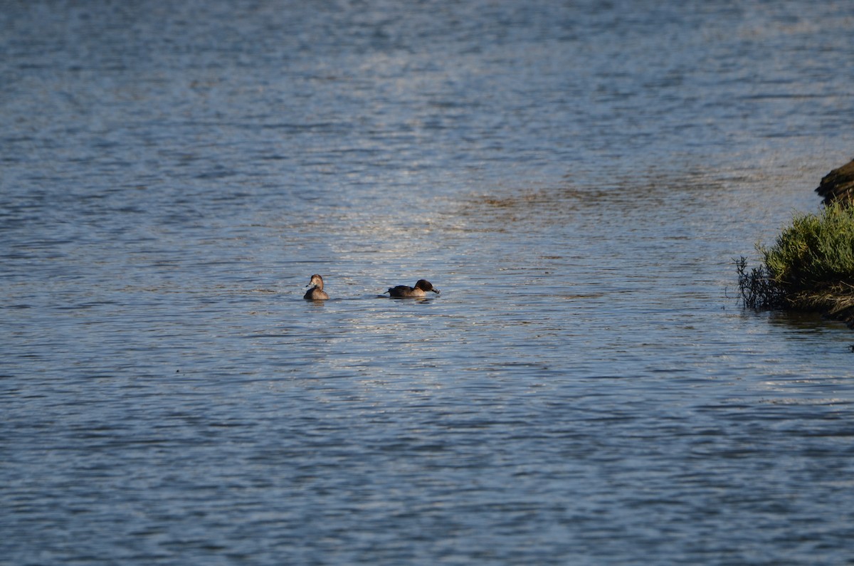 Redhead - ML646252001
