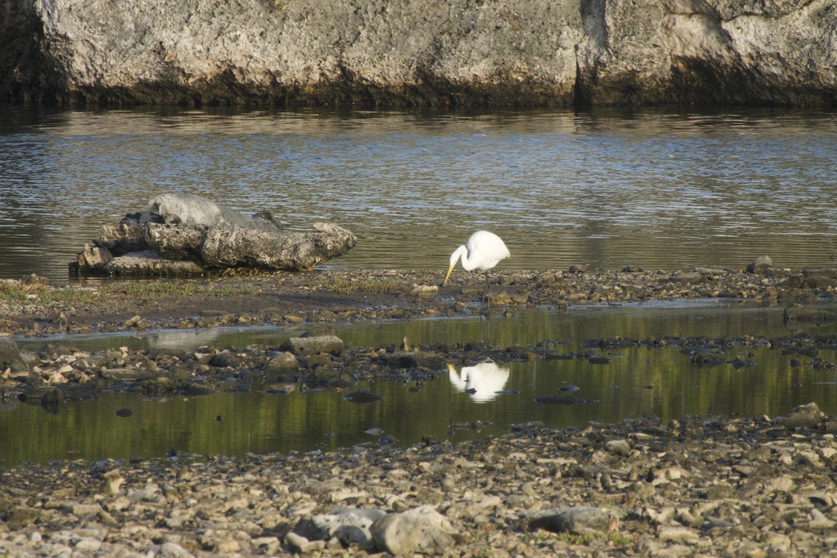 Great Egret - ML646252003