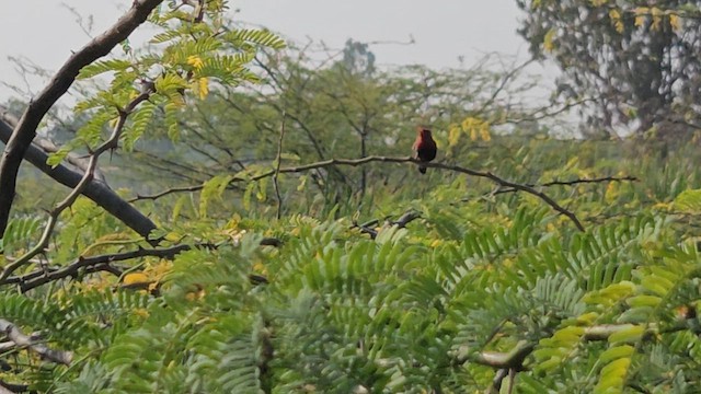 Тигровый астрильд - ML646252007