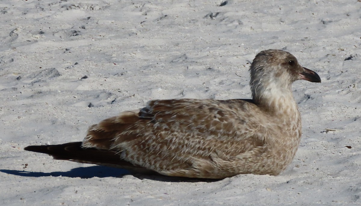 American Herring Gull - ML646252009