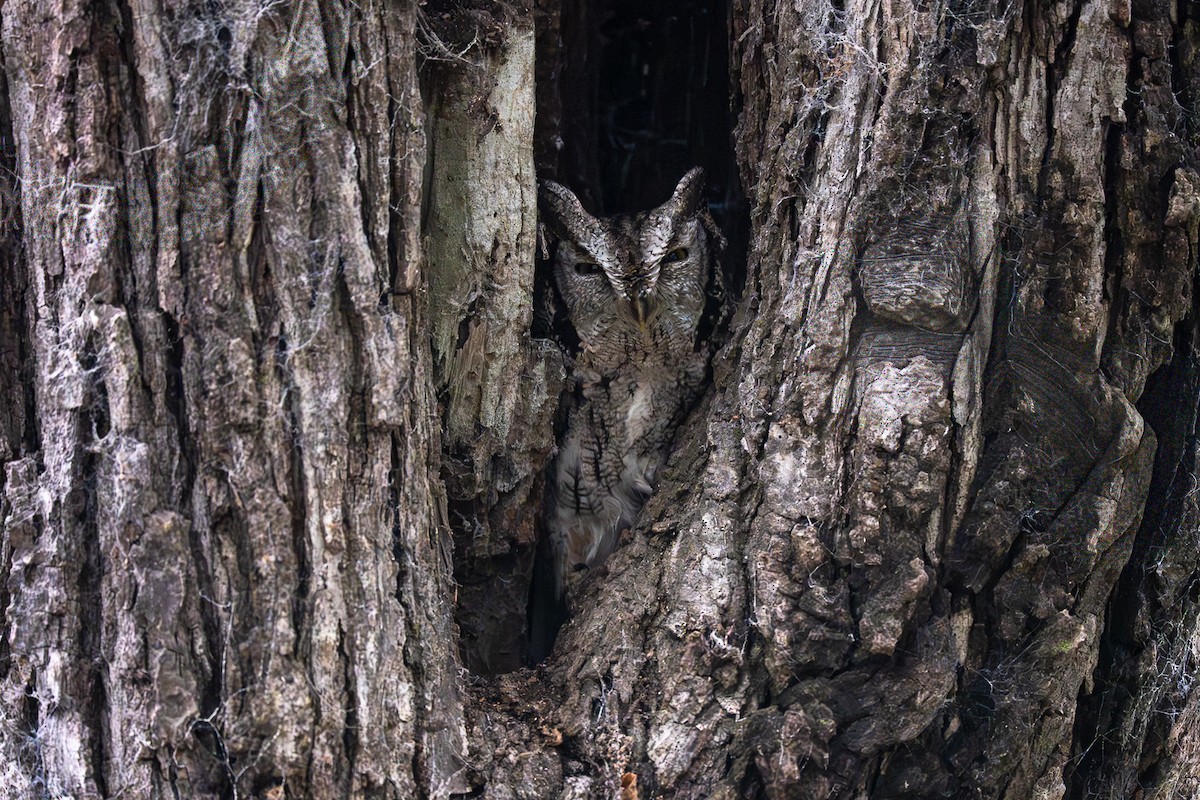 Eastern Screech-Owl - ML646252010