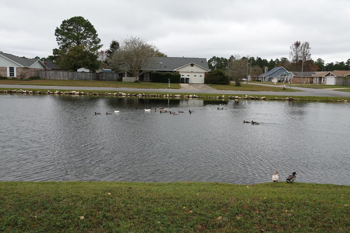 Mallard (Domestic type) - ML646252013