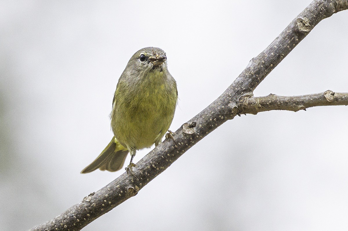 Orange-crowned Warbler - ML646252015