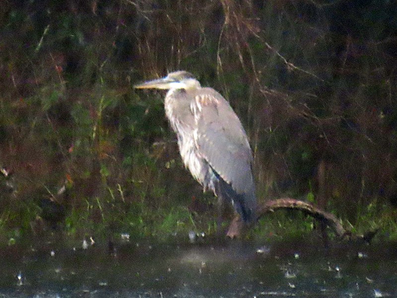 Great Blue Heron (Great Blue) - ML646252016