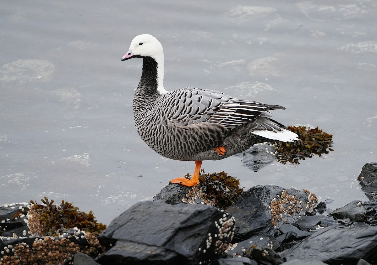 Emperor Goose - ML646252018